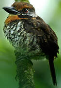 Spotted Puffbird