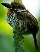 Spotted Puffbird