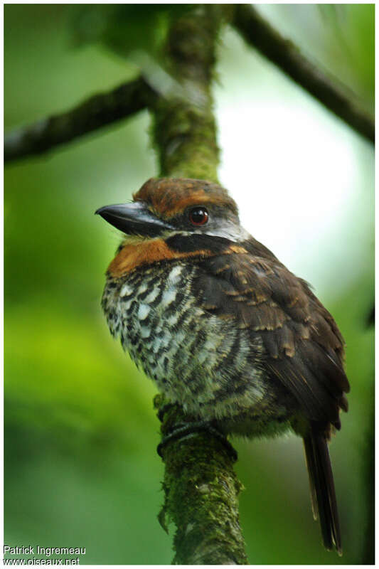 Spotted Puffbirdadult, identification