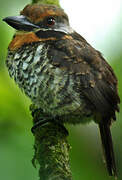 Spotted Puffbird