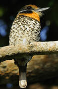 Spotted Puffbird