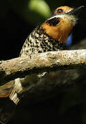 Spotted Puffbird