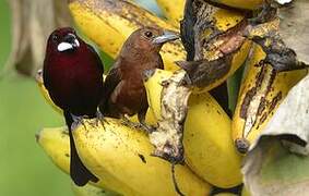 Silver-beaked Tanager