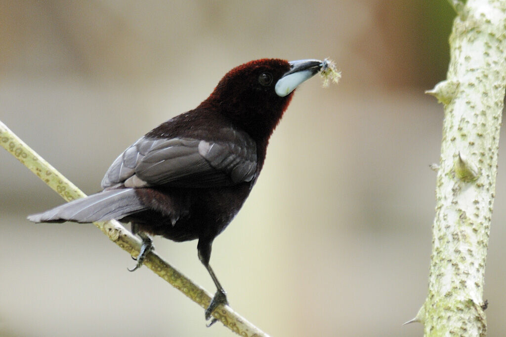 Silver-beaked Tanager male adult