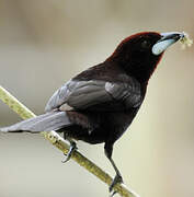 Silver-beaked Tanager