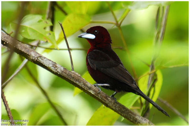 Silver-beaked Tanager male adult