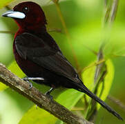 Silver-beaked Tanager