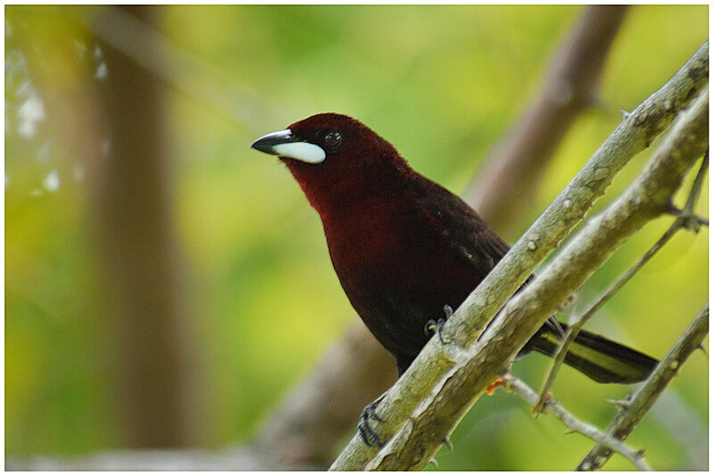 Silver-beaked Tanager male adult