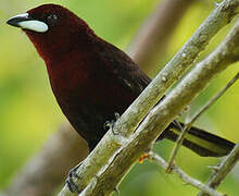 Silver-beaked Tanager