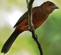 Silver-beaked Tanager