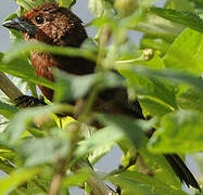 Silver-beaked Tanager