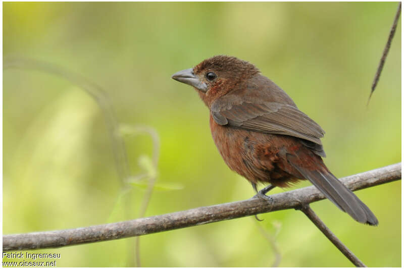 Silver-beaked Tanager female adult