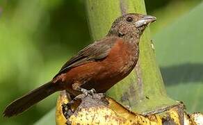 Silver-beaked Tanager