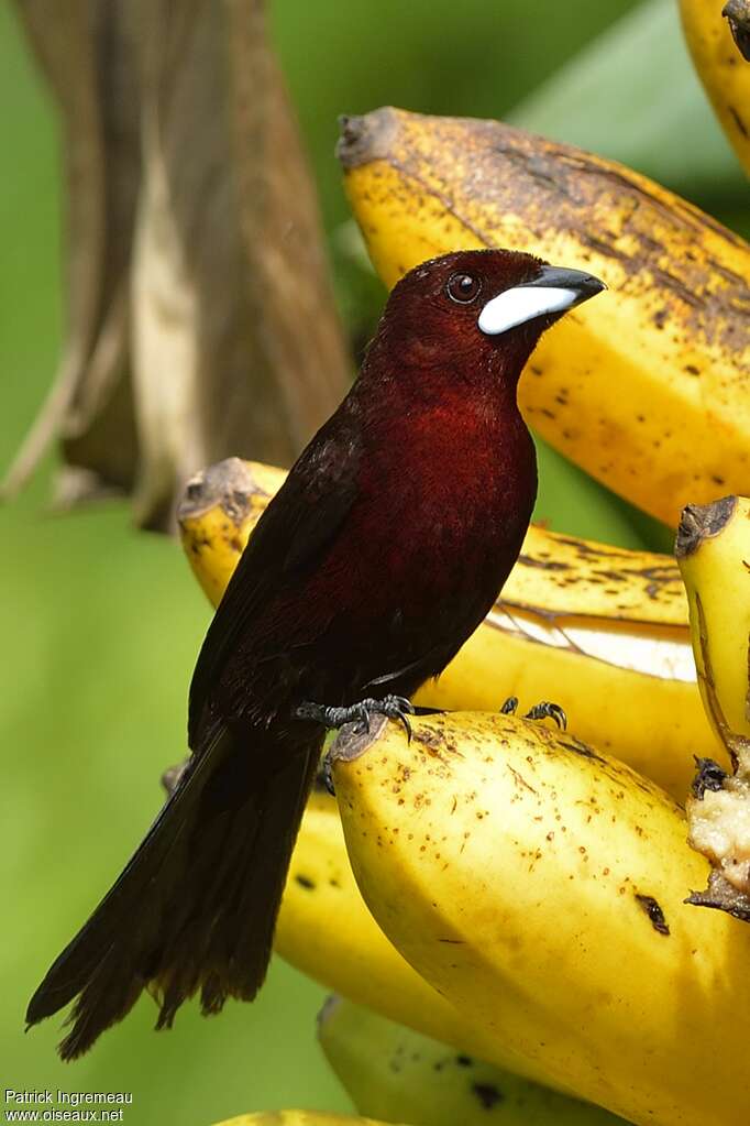 Silver-beaked Tanager male adult, identification