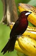 Silver-beaked Tanager