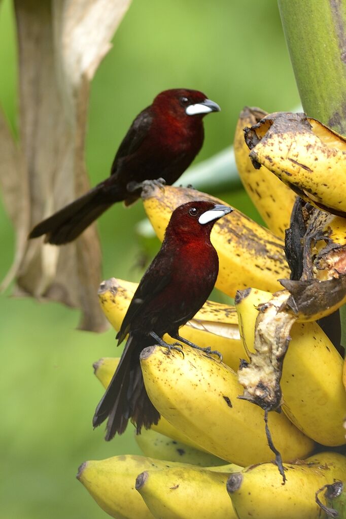 Silver-beaked Tanager male adult