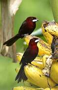 Silver-beaked Tanager