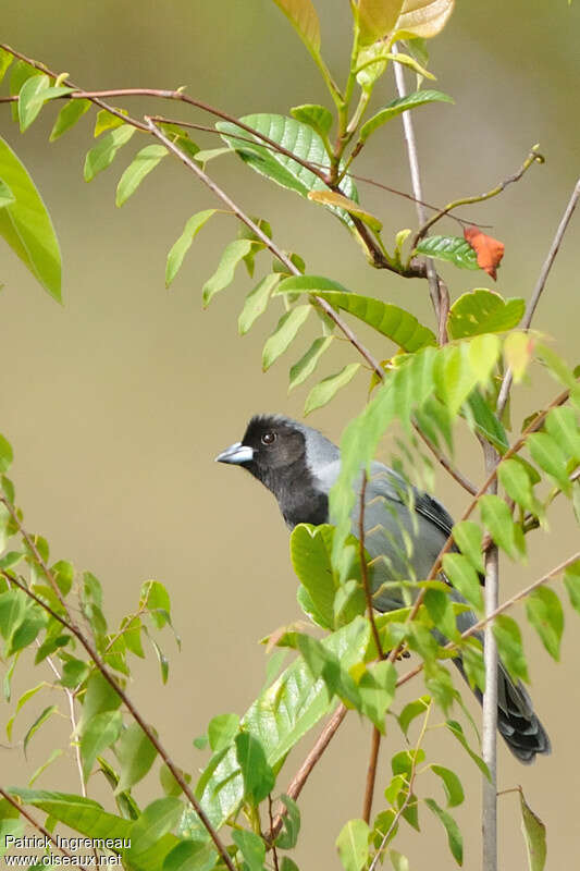 Black-faced Tanageradult