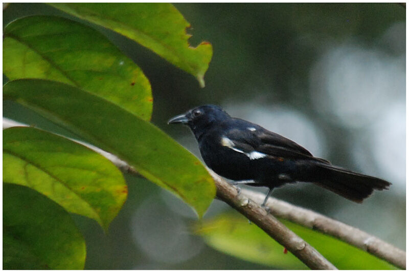 Fulvous-crested Tanager male adult