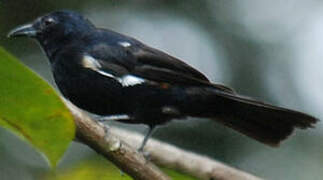 Fulvous-crested Tanager