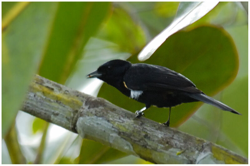 Fulvous-crested Tanager