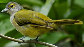 Fulvous-crested Tanager