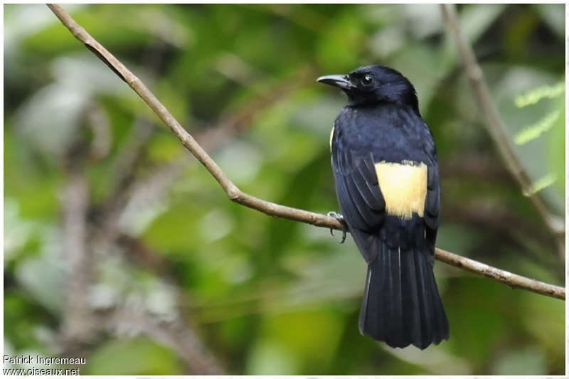 Fulvous-crested Tanager male adult, aspect