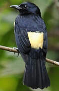 Fulvous-crested Tanager