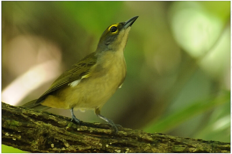 Fulvous-crested Tanager female adult