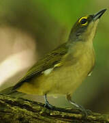 Fulvous-crested Tanager