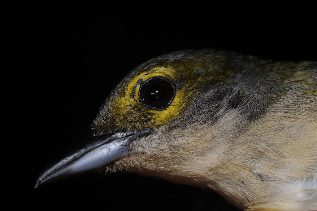 Fulvous-crested Tanager female adult