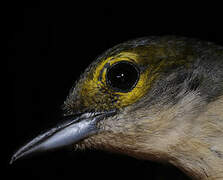 Fulvous-crested Tanager