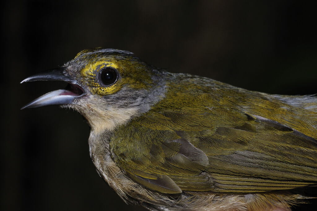 Fulvous-crested Tanager female adult