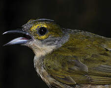 Fulvous-crested Tanager