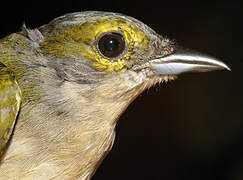 Fulvous-crested Tanager