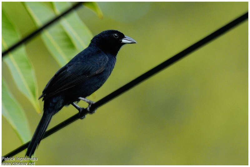 White-lined Tanager male adult, identification