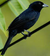 White-lined Tanager