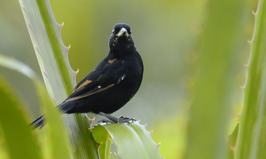 White-lined Tanager male immature