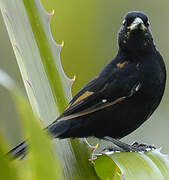 White-lined Tanager