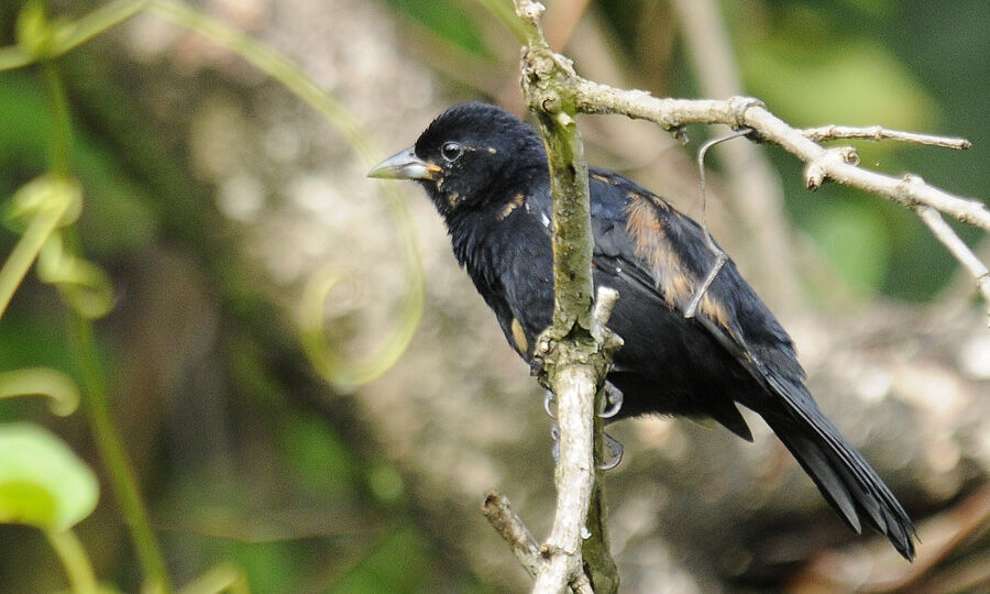 White-lined Tanager male immature