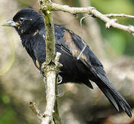 White-lined Tanager