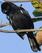 White-lined Tanager