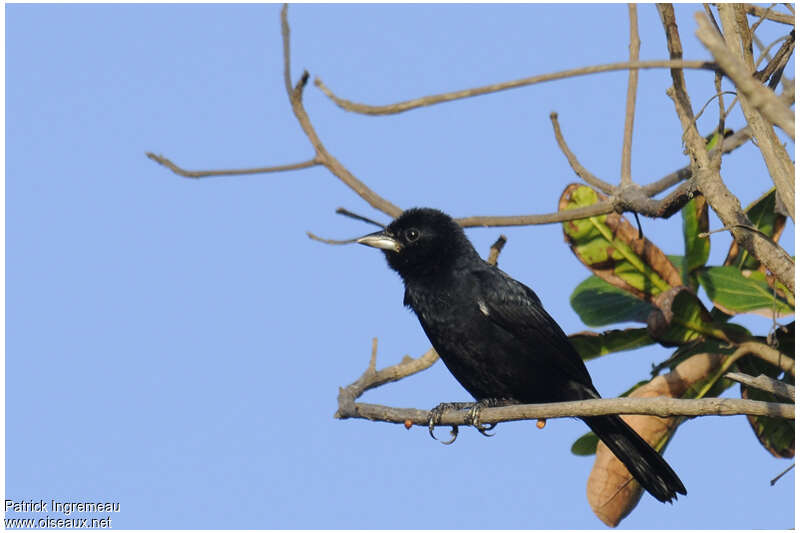 White-lined Tanager male adult, identification