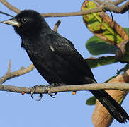 White-lined Tanager