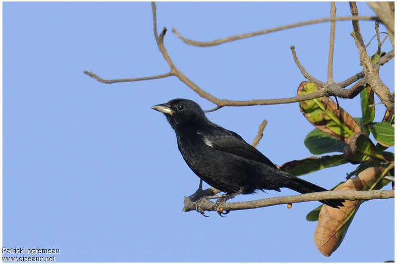 White-lined Tanager male adult, identification