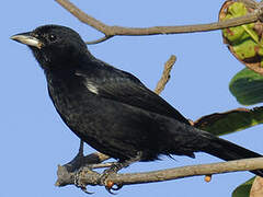 White-lined Tanager