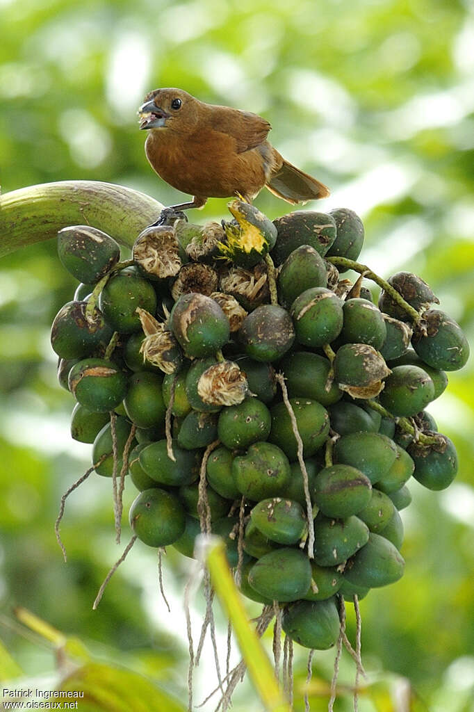 White-lined Tanager female adult, feeding habits, eats