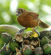 White-lined Tanager