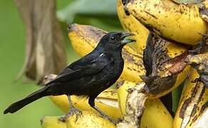 White-lined Tanager