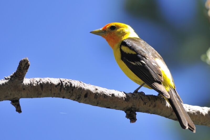 Western Tanager male adult breeding, identification